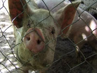 a pig shows an interest in the director's camera