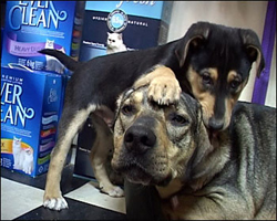 still from Muttumentary - two dogs playing in a pet store